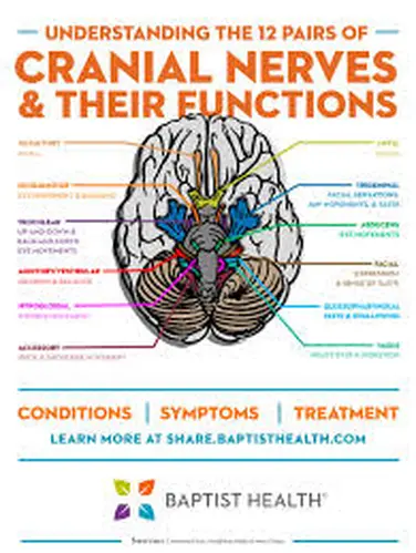 Tackling cranial nerves in a day