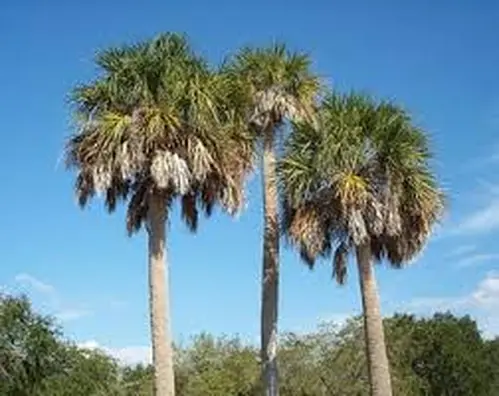 Job of tree felling