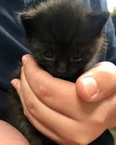 Stray Kitten